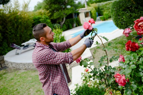 Eco-friendly lawn care practices in Honor Oak